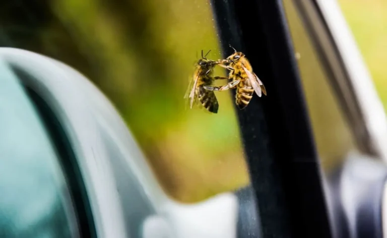 How To Get A Bee Out Of Your Car? (Without Harming The Bee)